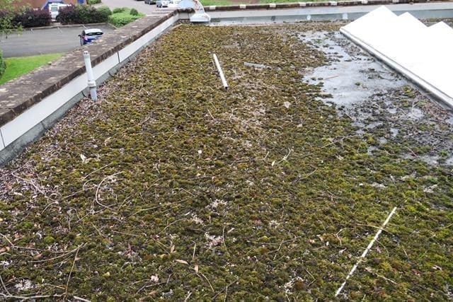Flat roof with fungal growth and ponding water from a flat roof survey